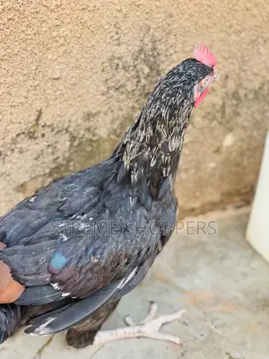 High Quality Breed Chickens - Affordable Prices