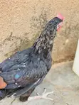 High Quality Breed Chickens - Affordable Prices - 1