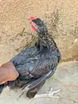 High Quality Breed Chickens - Affordable Prices - 2