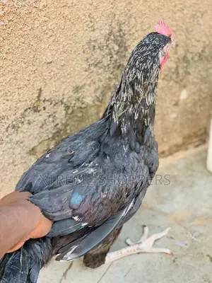Local Breed Chickens / Hens