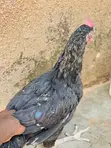 Local Breed Chickens / Hens - 2