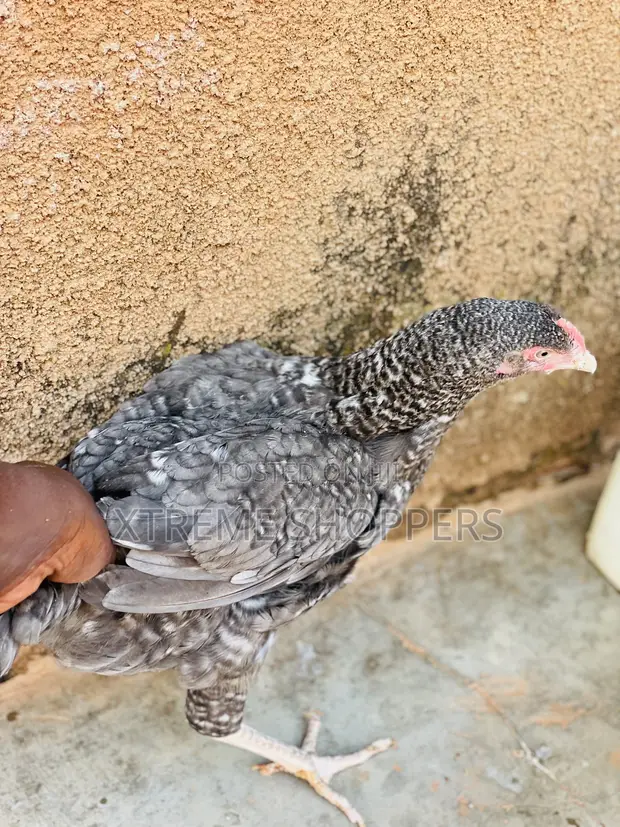 Executive Chickens - 1