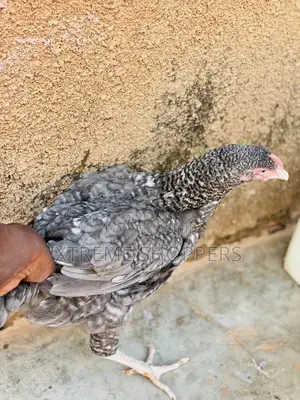 Executive Chickens