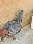 Executive Chickens - 2