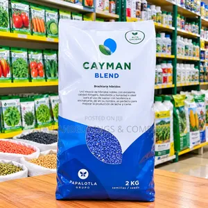 Cayman Blend Brachiaria Hybrid Pasture Seeds - 2kg