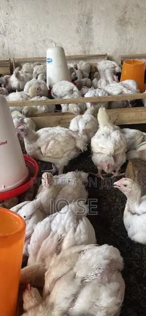 Broiler Chickens