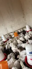 Broiler Chickens - 2