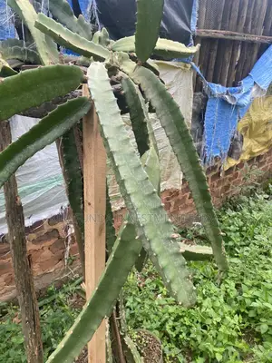 Dragon Fruit Cuttings - Vietnamese White
