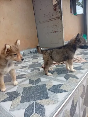 Female Mixed Breed German Shepherd Puppies (1-3 Months)