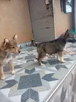 Female Mixed Breed German Shepherd Puppies (1-3 Months) - 1