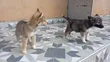 Female Mixed Breed German Shepherd Puppies (1-3 Months) - 2
