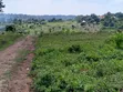 Kiwenda Estates Land for Sale - 16M - 2