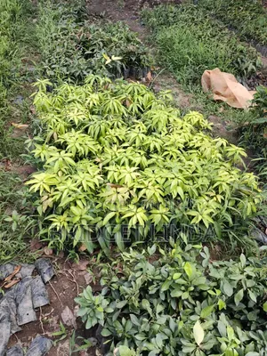 Fruit Tree Seedlings - Mango, Avocado, Soursop, Cocoa