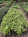 Fruit Tree Seedlings - Mango, Avocado, Soursop, Cocoa - 2