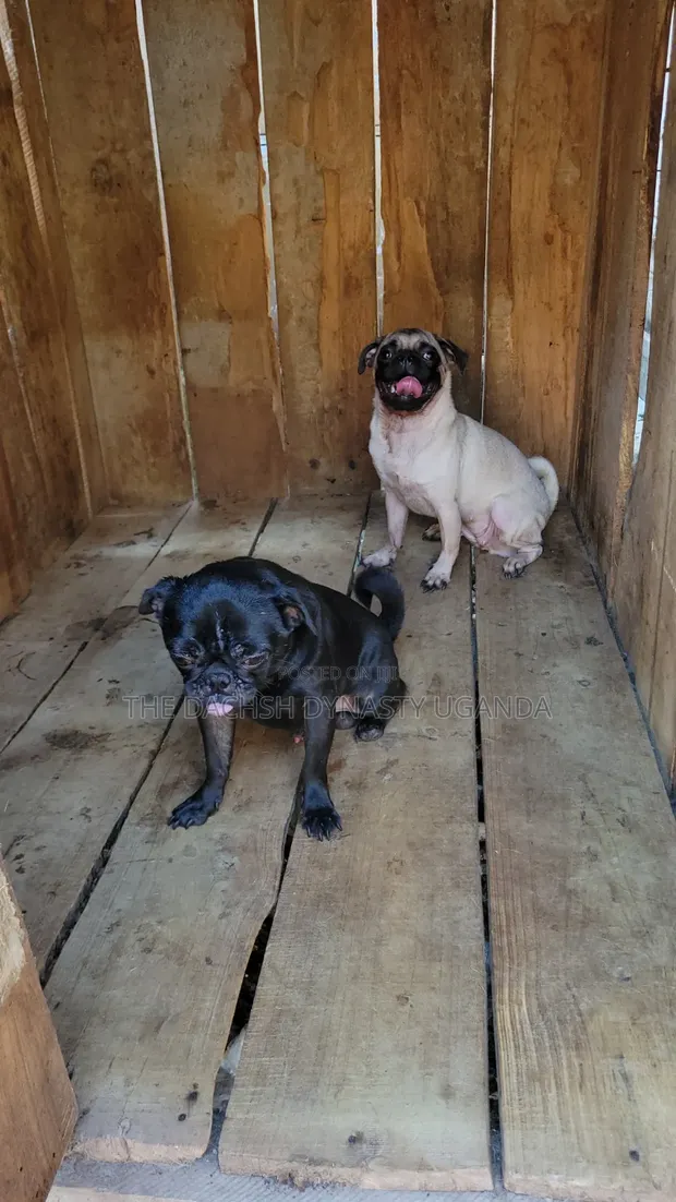 Purebred Pug Pair - 1+ Year Old - 1