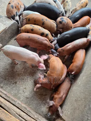 Duroc Piglets and Mature Males