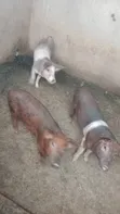 Duroc Piglets and Mature Males - 2