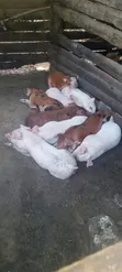 Duroc Piglets and Mature Males - 3