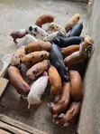 Duroc Piglets and Mature Males - 4