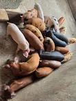 Duroc Piglets and Mature Males - 5