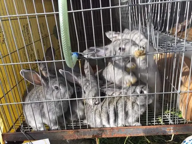 Rabbit Online Veterinary Service - 1