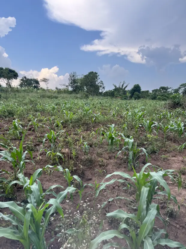 2.5 Acres Fertile Land, Kikonge-Mityana Rd - 1