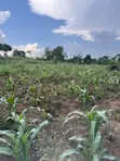 2.5 Acres Fertile Land, Kikonge-Mityana Rd - 1