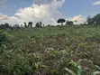 2.5 Acres Fertile Land, Kikonge-Mityana Rd - 3