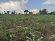 2.5 Acres Fertile Land, Kikonge-Mityana Rd - 4