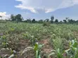 2.5 Acres Fertile Land, Kikonge-Mityana Rd - 5