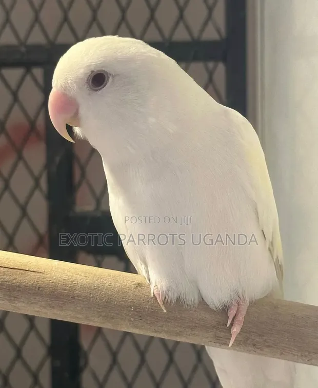 White Lovebird - Trained and Friendly - 1