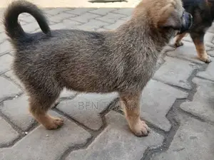 Female Purebred Dutch Shepherd Puppy