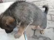 Female Purebred Dutch Shepherd Puppy - 2