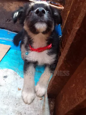 1-3 Month Male Purebred German Shepherd Puppy