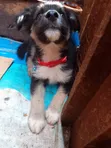 1-3 Month Male Purebred German Shepherd Puppy - 1