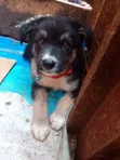 1-3 Month Male Purebred German Shepherd Puppy - 2