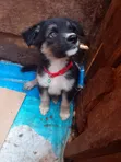 1-3 Month Male Purebred German Shepherd Puppy - 3