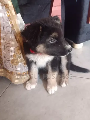 1-3 Month Male Purebred German Shepherd