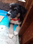 1-3 Month Male Purebred German Shepherd - 2