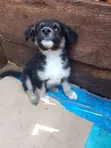 1-3 Month Male Purebred German Shepherd - 3