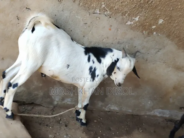 Domestic Goat - 1