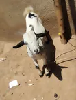 Domestic Goat - 2