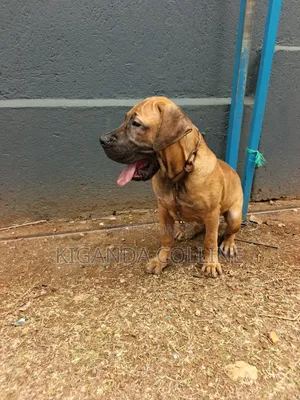3-6 Month Male Purebred Boerboel Puppy