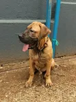 3-6 Month Male Purebred Boerboel Puppy - 2