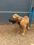 3-6 Month Male Purebred Boerboel Puppy - 3