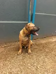 3-6 Month Male Purebred Boerboel Puppy - 4