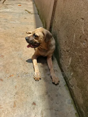 Purebred Boerboel Puppy - 3-6 Months Male