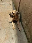 Purebred Boerboel Puppy - 3-6 Months Male - 1