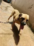 Purebred Boerboel Puppy - 3-6 Months Male - 2