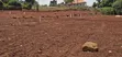 Hill View Plots for Sale - Ssisa Hill - 5
